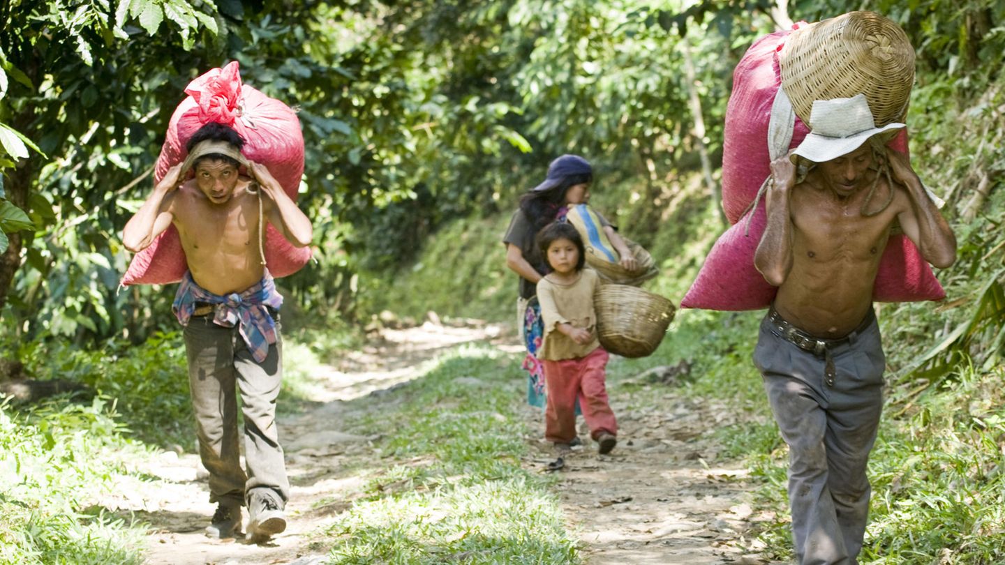 Kaffee-Anbaugebiete: Guatemala Steht auf der Kaffeepackung "Guatemala", ist das durchaus ein Qualitätsversprechen. Die Hochlandbohnen von den Berghängen der Sierra Madre zählen mit ihrem vollmundigen, leicht rauchigen Geschmack und der sehr feinen Säure zu den Gourmetkaffees. Das bekannteste Anbaugebiet ist Antigua und Coban. An den Hängen des Vulkans Atitlan erinnern die etwa drei Meter hohen Kaffeebäume an dichte Bergwälder. Antiguakaffee hat einen hohen Säureanteil und ist würzig im Geschmack. Der Kaffeeanbau ist der wichtigste Teil der Landwirtschaft des Landes. Rund 270.000 Hektar werden für den Anbau von Kaffeebohnen genutzt. Kaffee aus Guatemala ist außergewöhnlich vielfältig, da er in sehr unterschiedlichen Klimazonen angebaut wird. Guatemala Steht auf der Kaffeepackung "Guatemala", ist das durchaus ein Qualitätsversprechen. Die Hochlandbohnen von den Berghängen der Sierra Madre zählen mit ihrem vollmundigen, leicht rauchigen Geschmack und der sehr feinen Säure zu den Gourmetkaffees. Das bekannteste Anbaugebiet ist Antigua und Coban. An den Hängen des Vulkans Atitlan erinnern die etwa drei Meter hohen Kaffeebäume an dichte Bergwälder. Antiguakaffee hat einen hohen Säureanteil und ist würzig im Geschmack. Der Kaffeeanbau ist der wichtigste Teil der Landwirtschaft des Landes. Rund 270.000 Hektar werden für den Anbau von Kaffeebohnen genutzt. Kaffee aus Guatemala ist außergewöhnlich vielfältig, da er in sehr unterschiedlichen Klimazonen angebaut wird.
