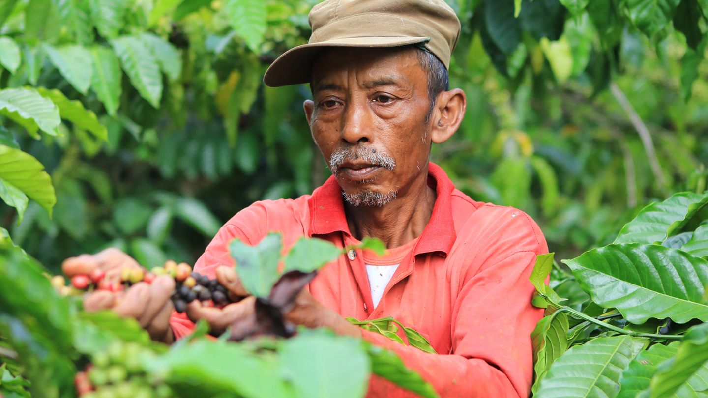 Indonesien, Sumatra und Java  Java steht in den USA heute noch gleichbedeutend für Kaffee. Auf der indonesischen Insel bauten die Holländer im 17. Jahrhundert erstmals Kaffeebäume an und brachen damit nach den Indern das arabische Monopol auf Kaffee. Bis zum Anfang des 20. Jahrhunderts kamen auch die deutschen Kaffees aus Java. Dann vernichtete eine Pflanzenkrankheit binnen weniger Monate sämtliche Kaffeebäume auf der Insel. Indonesien setzte auf den Anbau der widerstandsfähigen Robusta-Sorten. Generell ist indonesischer Kaffee eher kräftig, schwer mit einer sehr dezenten Säure. Java-Kaffee ist aromatisch, mild und ausgewogen. Der Geschmack geht in das Süßliche. Daher wird Java gern dem herben Jemen-Mokka beigemischt. Sumatrakaffee wird von vielen Kaffeekennern geschätzt. Der Mandheling-Kaffee gilt als der Arabica mit der höchsten Geschmacksfülle überhaupt.