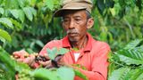 Indonesien, Sumatra und Java  Java steht in den USA heute noch gleichbedeutend für Kaffee. Auf der indonesischen Insel bauten die Holländer im 17. Jahrhundert erstmals Kaffeebäume an und brachen damit nach den Indern das arabische Monopol auf Kaffee. Bis zum Anfang des 20. Jahrhunderts kamen auch die deutschen Kaffees aus Java. Dann vernichtete eine Pflanzenkrankheit binnen weniger Monate sämtliche Kaffeebäume auf der Insel. Indonesien setzte auf den Anbau der widerstandsfähigen Robusta-Sorten. Generell ist indonesischer Kaffee eher kräftig, schwer mit einer sehr dezenten Säure. Java-Kaffee ist aromatisch, mild und ausgewogen. Der Geschmack geht in das Süßliche. Daher wird Java gern dem herben Jemen-Mokka beigemischt. Sumatrakaffee wird von vielen Kaffeekennern geschätzt. Der Mandheling-Kaffee gilt als der Arabica mit der höchsten Geschmacksfülle überhaupt.
