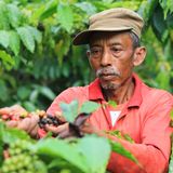 Indonesien, Sumatra und Java  Java steht in den USA heute noch gleichbedeutend für Kaffee. Auf der indonesischen Insel bauten die Holländer im 17. Jahrhundert erstmals Kaffeebäume an und brachen damit nach den Indern das arabische Monopol auf Kaffee. Bis zum Anfang des 20. Jahrhunderts kamen auch die deutschen Kaffees aus Java. Dann vernichtete eine Pflanzenkrankheit binnen weniger Monate sämtliche Kaffeebäume auf der Insel. Indonesien setzte auf den Anbau der widerstandsfähigen Robusta-Sorten. Generell ist indonesischer Kaffee eher kräftig, schwer mit einer sehr dezenten Säure. Java-Kaffee ist aromatisch, mild und ausgewogen. Der Geschmack geht in das Süßliche. Daher wird Java gern dem herben Jemen-Mokka beigemischt. Sumatrakaffee wird von vielen Kaffeekennern geschätzt. Der Mandheling-Kaffee gilt als der Arabica mit der höchsten Geschmacksfülle überhaupt.