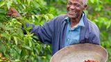 Kenia  Kaffee und Tee zählen zu den wichtigsten Wirtschaftsgütern Kenias. Die Landwirtschaft ist von Kleinbauern geprägt, die in Höhen von 1500 bis 2100 Metern ihre Kaffeeplantagen auf der für Kenia so typisch roten Tonerde bewirtschaften. Höhenlage und Boden sorgen für einen Kaffee, der fruchtig und kräftig schmeckt, aber dennoch ausgewogen ist. Ein Aroma, das vor allem in Skandinavien sowie Deutschland gut ankommt. Mit einer Ernte von rund 860.000 Sack Kaffee zählt Kenia zu den kleineren Herstellerländern. Die Produktion ist fest in staatlicher Hand.