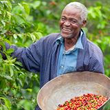 Kenia  Kaffee und Tee zählen zu den wichtigsten Wirtschaftsgütern Kenias. Die Landwirtschaft ist von Kleinbauern geprägt, die in Höhen von 1500 bis 2100 Metern ihre Kaffeeplantagen auf der für Kenia so typisch roten Tonerde bewirtschaften. Höhenlage und Boden sorgen für einen Kaffee, der fruchtig und kräftig schmeckt, aber dennoch ausgewogen ist. Ein Aroma, das vor allem in Skandinavien sowie Deutschland gut ankommt. Mit einer Ernte von rund 860.000 Sack Kaffee zählt Kenia zu den kleineren Herstellerländern. Die Produktion ist fest in staatlicher Hand.