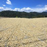 Kolumbien  Ein Kaffeebaum wird mehrfach im Jahr geerntet, da die Früchte unterschiedlich reifen. Erst wenn die Kaffeekirschen knallrot sind, werden sie gepflückt. Kolumbien ist in der Kaffeeproduktion das Gegenstück zu Brasilien. Das Land beherrscht den Weltmarkt für hochwertige Kaffees, während aus Brasilien die mittlere Qualität liefert. Der sogenannte Andenkaffee hat ein reiches Aroma mit einer leicht süßen, nussigen Note und einer sehr feinen Säure. Der Charakter der Bohnen ist so einzigartig, dass kolumbianischer Kaffee als einer der wenigen Kaffees weltweit, auch sortenrein angeboten wird. Die besonders guten Qualitäten werden als Supremo unbd Excelso bezeichnet.