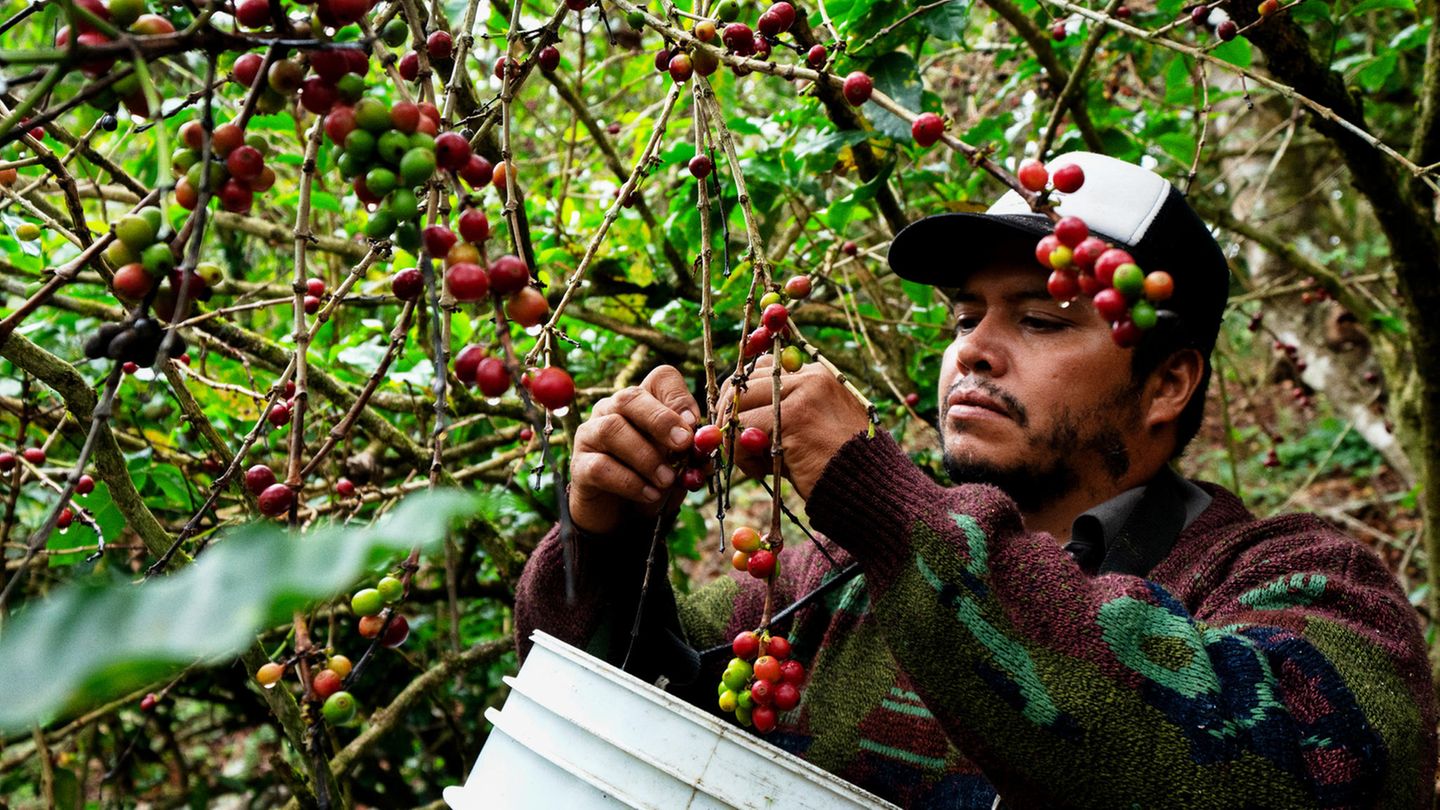 Kaffee-Anbaugebiete: Mexiko Die Kaffees aus dem Hochland von Mexiko haben sehr viel Temperament. Maragogype heißt die bekannteste Sorte, mit der auch gern geworben wird. Aus dieser größten aller Kaffeebohnen wird ein weicher, säurearmer und damit bekömmlicher Kaffee gewonnen. Der Kaffeeanbau wird von Kleinstproduzenten dominiert, kaum eine Plantage größer als 25 Hektar. In der obersten Qualitätsliga spielt Kaffee aus Mexiko zwar nicht, aber in Sachen ökologischer Anbau zählt das Land zur Weltspitze. Fast alle Plantagen sind biozertifiziert. Die hochwertigen Kaffees tragen den Namenszusatz "Altura", Höhe, was auf die Anbauregionen oberhalb von 400 Metern hinweist. Der Kaffee zeichnet sich durch seinen milden Geschmack und sehr wenig Säure aus. Mexiko Die Kaffees aus dem Hochland von Mexiko haben sehr viel Temperament. Maragogype heißt die bekannteste Sorte, mit der auch gern geworben wird. Aus dieser größten aller Kaffeebohnen wird ein weicher, säurearmer und damit bekömmlicher Kaffee gewonnen. Der Kaffeeanbau wird von Kleinstproduzenten dominiert, kaum eine Plantage größer als 25 Hektar. In der obersten Qualitätsliga spielt Kaffee aus Mexiko zwar nicht, aber in Sachen ökologischer Anbau zählt das Land zur Weltspitze. Fast alle Plantagen sind biozertifiziert. Die hochwertigen Kaffees tragen den Namenszusatz "Altura", Höhe, was auf die Anbauregionen oberhalb von 400 Metern hinweist. Der Kaffee zeichnet sich durch seinen milden Geschmack und sehr wenig Säure aus.