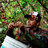 Mexiko  Die Kaffees aus dem Hochland von Mexiko haben sehr viel Temperament. Maragogype heißt die bekannteste Sorte, mit der auch gern geworben wird. Aus dieser größten aller Kaffeebohnen wird ein weicher, säurearmer und damit bekömmlicher Kaffee gewonnen. Der Kaffeeanbau wird von Kleinstproduzenten dominiert, kaum eine Plantage größer als 25 Hektar. In der obersten Qualitätsliga spielt Kaffee aus Mexiko zwar nicht, aber in Sachen ökologischer Anbau zählt das Land zur Weltspitze. Fast alle Plantagen sind biozertifiziert. Die hochwertigen Kaffees tragen den Namenszusatz "Altura", Höhe, was auf die Anbauregionen oberhalb von 400 Metern hinweist. Der Kaffee zeichnet sich durch seinen milden Geschmack und sehr wenig Säure aus.