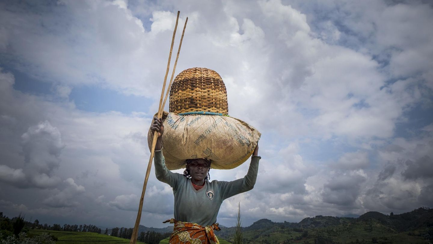 Kaffee-Anbaugebiete: Ruanda Ruanda galt lange Zeit als Lieferant von eher durchschnittlichen Qualitäten. In Zusammenarbeit mit einer Entwicklungshilfe-Organisation der USA hat die Regierung 2001 eine "Coffee Task Force" ins Leben gerufen. Der ruandische Hochland-Kaffee sollte nicht nur hochwertiger, sondern auch in größeren Mengen angebaut werden. Die Anstrengungen haben sich gelohnt. Der kleine Staat zwischen Kongo und Tansania konnte 2008 erstmals den "Cup of Excellence" ins Land holen. Diese Auszeichnung prämiert den besten Kaffee eines Landes des jeweiligen Jahres. Mittlerweile zählt Kaffee aus Ruanda zu den besten der Welt. Ruanda Ruanda galt lange Zeit als Lieferant von eher durchschnittlichen Qualitäten. In Zusammenarbeit mit einer Entwicklungshilfe-Organisation der USA hat die Regierung 2001 eine "Coffee Task Force" ins Leben gerufen. Der ruandische Hochland-Kaffee sollte nicht nur hochwertiger, sondern auch in größeren Mengen angebaut werden. Die Anstrengungen haben sich gelohnt. Der kleine Staat zwischen Kongo und Tansania konnte 2008 erstmals den "Cup of Excellence" ins Land holen. Diese Auszeichnung prämiert den besten Kaffee eines Landes des jeweiligen Jahres. Mittlerweile zählt Kaffee aus Ruanda zu den besten der Welt.