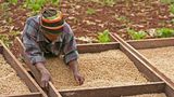 Tansania  Kaffee aus Tansania findet sich häufig in europäischen Kaffeemischungen wieder, wo er zum süßen, fruchtigen Aroma beiträgt. Die besten Bohnen kommen aus dem Gebiet um den Kilimanjaro und duften frisch gemahlen einfach köstlich. Tansania gehört zu den ärmsten Ländern Afrikas. Der Kaffee-Export ist der wichtigste Wirtschaftszweig des Landes, weit über die Hälfte der Einwohner arbeiten direkt oder indirekt in der Kaffeebranche. Die Produktion liegt fast ausschließlich in der Hand hunderter Kleinbauern, die häufig einen Hektar Land oder weniger bewirtschaften. Viele sind zu Kooperativen zusammengeschlossen.