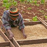 Tansania  Kaffee aus Tansania findet sich häufig in europäischen Kaffeemischungen wieder, wo er zum süßen, fruchtigen Aroma beiträgt. Die besten Bohnen kommen aus dem Gebiet um den Kilimanjaro und duften frisch gemahlen einfach köstlich. Tansania gehört zu den ärmsten Ländern Afrikas. Der Kaffee-Export ist der wichtigste Wirtschaftszweig des Landes, weit über die Hälfte der Einwohner arbeiten direkt oder indirekt in der Kaffeebranche. Die Produktion liegt fast ausschließlich in der Hand hunderter Kleinbauern, die häufig einen Hektar Land oder weniger bewirtschaften. Viele sind zu Kooperativen zusammengeschlossen.