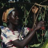 Uganda  Espressofreunde sollten Uganda danken, denn hier wurde die Coffea canephora entdeckt, der wilde Dschungel-Kaffee, heute weithin bekannt als Robusta. Ohne diese Kaffeebohne gäbe es keinen typischen Espresso. Für den Espressogeschmack werden die Bohnen länger und dunkler geröstet, was die Robustabohne übersteht, ohne dabei das Aroma zu verlieren. Der hohe Fettanteil sorgt für die schöne Crema in der Espressotasse. Uganda ist eines der wichtigsten Anbauländer für hochwertigen Robusta-Kaffee und steht an Platz fünf der wichtigsten Kaffeelieferanten in Europa. Rund eine halbe Million Kleinbauern leben vom Kaffeeanbau rund um den Victoria-See, dem für seine Berggorillas bekannten Mount Elgon und dem Ruwenzori-Massiv an der Grenze zum Kongo. Engagierte Kaffeeliebhaber können sich in Uganda eine kleine Plantage kaufen und sich von dort ihren ganz persönlichen Kaffee liefern lassen - geröstet oder als Rohkaffee. Bei der privaten Initiative eines Plantagenbesitzers wird kein Land veräußert, sondern lediglich der Ertrag auf einer bestimmten Parzelle.