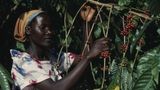 Uganda  Espressofreunde sollten Uganda danken, denn hier wurde die Coffea canephora entdeckt, der wilde Dschungel-Kaffee, heute weithin bekannt als Robusta. Ohne diese Kaffeebohne gäbe es keinen typischen Espresso. Für den Espressogeschmack werden die Bohnen länger und dunkler geröstet, was die Robustabohne übersteht, ohne dabei das Aroma zu verlieren. Der hohe Fettanteil sorgt für die schöne Crema in der Espressotasse. Uganda ist eines der wichtigsten Anbauländer für hochwertigen Robusta-Kaffee und steht an Platz fünf der wichtigsten Kaffeelieferanten in Europa. Rund eine halbe Million Kleinbauern leben vom Kaffeeanbau rund um den Victoria-See, dem für seine Berggorillas bekannten Mount Elgon und dem Ruwenzori-Massiv an der Grenze zum Kongo. Engagierte Kaffeeliebhaber können sich in Uganda eine kleine Plantage kaufen und sich von dort ihren ganz persönlichen Kaffee liefern lassen - geröstet oder als Rohkaffee. Bei der privaten Initiative eines Plantagenbesitzers wird kein Land veräußert, sondern lediglich der Ertrag auf einer bestimmten Parzelle.
