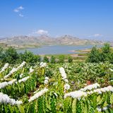 Vietnam  Bei Kaffee denken die meisten an Brasilien, Guatemala, Java oder Kenia und sicher nicht an Vietnam. Sollten sie aber. Das asiatische Land ist nach Brasilien der zweitgrößte Kaffee-Erzeuger der Welt. Angebaut werden fast ausschließlich Robusta-Sorten. Diese Kaffeesträucher stellen an die Umgebung weniger Ansprüche als die edlen Arabica-Arten. Robusta hat in Espresso-Mischungen einen festen Platz, da das Aroma der Bohnen die dunkle Röstung besser übersteht und mit dem hohen Fettanteil für eine feste, dicke Crema in der Espressotasse sorgt. Deutschland gehört zu den größten Kunden Vietnams. Die Großröster strecken mit ihm Mischungen, ein Teil geht in die Produktion löslichen Kaffees und ein Teil wird weiterverkauft.