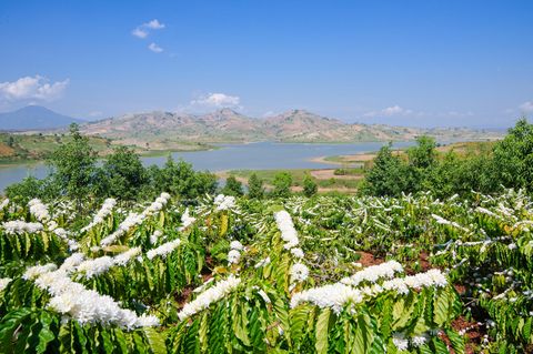 Vietnam  Bei Kaffee denken die meisten an Brasilien, Guatemala, Java oder Kenia und sicher nicht an Vietnam. Sollten sie aber. Das asiatische Land ist nach Brasilien der zweitgrößte Kaffee-Erzeuger der Welt. Angebaut werden fast ausschließlich Robusta-Sorten. Diese Kaffeesträucher stellen an die Umgebung weniger Ansprüche als die edlen Arabica-Arten. Robusta hat in Espresso-Mischungen einen festen Platz, da das Aroma der Bohnen die dunkle Röstung besser übersteht und mit dem hohen Fettanteil für eine feste, dicke Crema in der Espressotasse sorgt. Deutschland gehört zu den größten Kunden Vietnams. Die Großröster strecken mit ihm Mischungen, ein Teil geht in die Produktion löslichen Kaffees und ein Teil wird weiterverkauft.