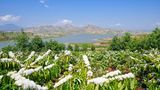 Vietnam  Bei Kaffee denken die meisten an Brasilien, Guatemala, Java oder Kenia und sicher nicht an Vietnam. Sollten sie aber. Das asiatische Land ist nach Brasilien der zweitgrößte Kaffee-Erzeuger der Welt. Angebaut werden fast ausschließlich Robusta-Sorten. Diese Kaffeesträucher stellen an die Umgebung weniger Ansprüche als die edlen Arabica-Arten. Robusta hat in Espresso-Mischungen einen festen Platz, da das Aroma der Bohnen die dunkle Röstung besser übersteht und mit dem hohen Fettanteil für eine feste, dicke Crema in der Espressotasse sorgt. Deutschland gehört zu den größten Kunden Vietnams. Die Großröster strecken mit ihm Mischungen, ein Teil geht in die Produktion löslichen Kaffees und ein Teil wird weiterverkauft.