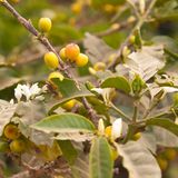 Jemen  Von der jemenitischen Hafenstadt Mocha ging vor rund 400 Jahren der Kaffee in die Welt. Da Kaffee im Arabischen viele für Europäer schwer auszusprechende Namen hatte, benannten sie ihn anfangs nach seinem Hauptumschlagplatz: Mokka. Der starke, schwarze Kaffee wird auch heute noch im Jemen angebaut. Er ist stark, exotisch würzig und erinnert im Nachgeschmack an Schokolade. Fast die Hälfte des Exportes geht nach Saudi-Arabien gefolgt von Japan und Russland.