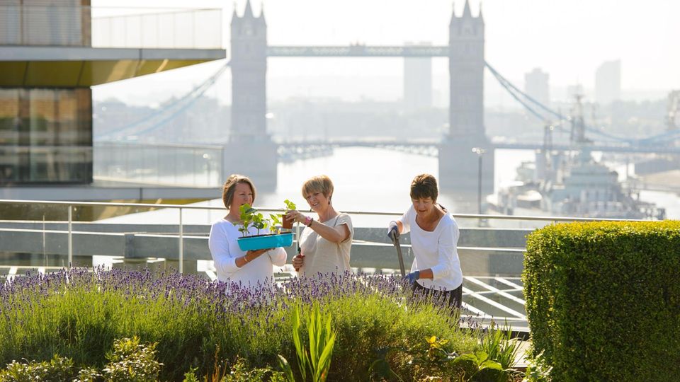 Empfehlungen von Klimaexperten: Drei Frauen bepflanzen mitten in London einen Dachgarten. Drei Frauen bepflanzen mitten in London einen Dachgarten.
