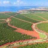 Hawaii  Für die Menschen ist die Insel ein Traum und für Kaffeebäume auch. Kenner sagen, dass Kaffeepflanzen nirgends auf der Welt so gute Wachstumsbedingungen haben wie dort. Die berühmteste Sorte wächst an den Hängen der Vulkane Mauna Loa, Hualalai und Mauna Kea im Kona-Distrikt. Kona-Kaffee schmeckt leiblich, fruchtig und sehr gehaltvoll. Wegen der kleinen Anbaufläche sind reine Konas kaum erhältlich. Viele Mischungen, die unter der Bezeichnung Kona segeln, enthalten tatsächlich nur fünf Prozent oder weniger dieses Gourmetkaffees.