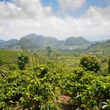 Honduras  Wer seinen Kaffee im Supermarkt kauft, hat ihn sicher schon getrunken: Kaffee aus Honduras wird vor allem nach Deutschland exportiert. In Mischungen trifft er mit seiner schwachen Säure und dem harmonischen Gesamteindruck den Geschmack der Deutschen. Die besseren Qualitäten kommen aus dem Hochland. Liegt die Plantage in einer Höhe von 1000 bis 1500 Metern, wird der Kaffee als "High Grown", in Höhen darüber als "Strictly High Grown" bezeichnet. Die geografische Lage von Honduras ist wie geschaffen für Kaffeebohnen. Nahezu jeder Flecken des Landes bietet optimale Bedingungen für ihren Anbau. Nicht umsonst ist Honduras der größte Kaffeeproduzent Mittelamerikas.
