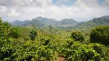 Honduras  Wer seinen Kaffee im Supermarkt kauft, hat ihn sicher schon getrunken: Kaffee aus Honduras wird vor allem nach Deutschland exportiert. In Mischungen trifft er mit seiner schwachen Säure und dem harmonischen Gesamteindruck den Geschmack der Deutschen. Die besseren Qualitäten kommen aus dem Hochland. Liegt die Plantage in einer Höhe von 1000 bis 1500 Metern, wird der Kaffee als "High Grown", in Höhen darüber als "Strictly High Grown" bezeichnet. Die geografische Lage von Honduras ist wie geschaffen für Kaffeebohnen. Nahezu jeder Flecken des Landes bietet optimale Bedingungen für ihren Anbau. Nicht umsonst ist Honduras der größte Kaffeeproduzent Mittelamerikas.