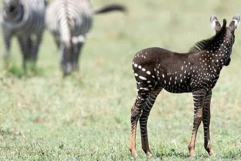 Ein Zebra-Fohlen mit dunklem Fell und weißen Punkten