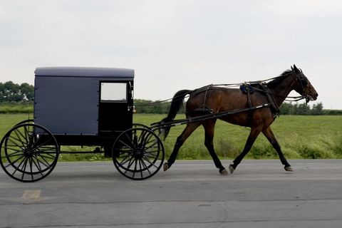 Traditionelles Fortbewegungsmittel: Amische verzichten auf Autos und nutzen stattdessen Pferdekutschen (Symbolbild).