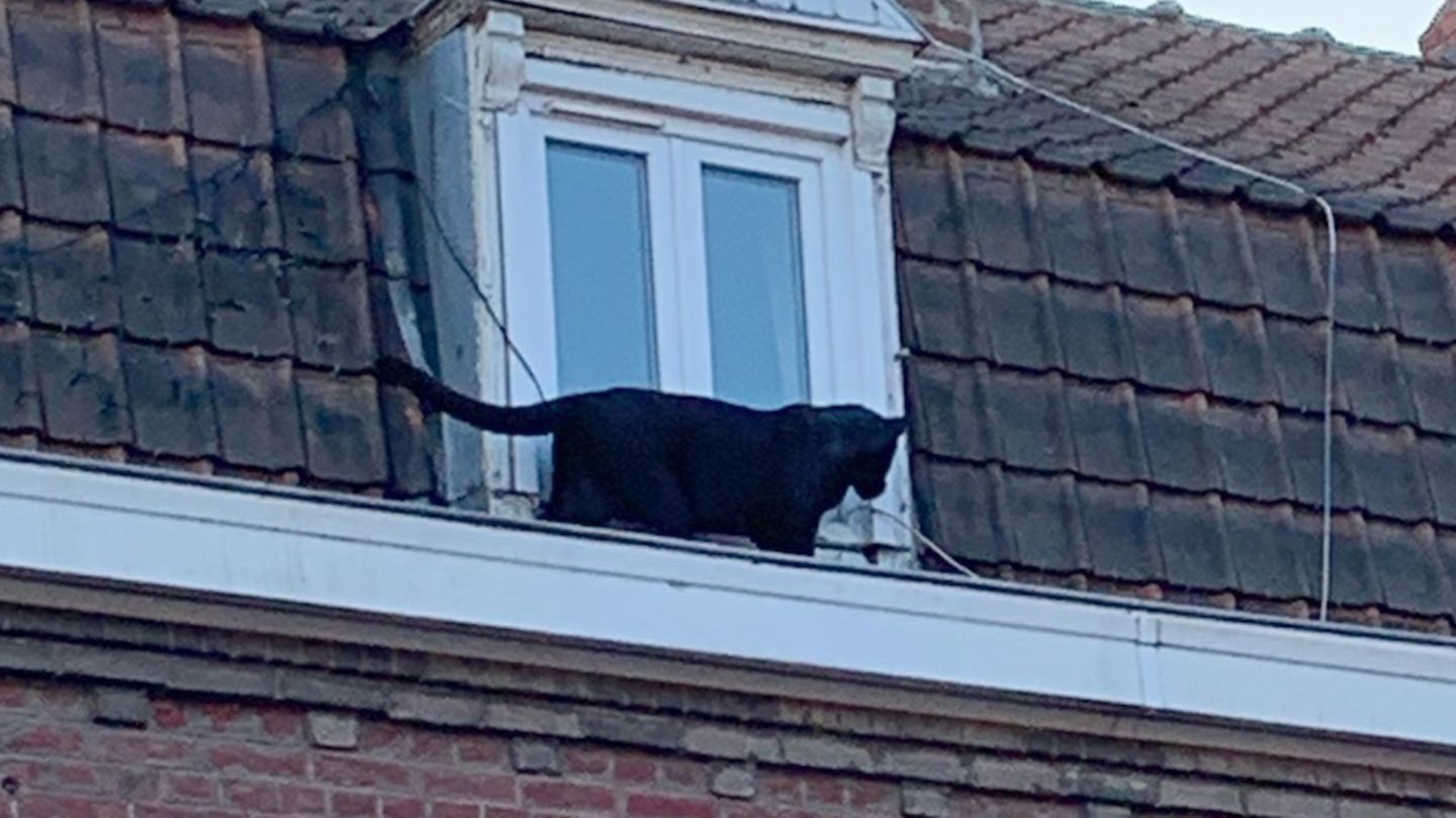 Der Panther spazierte seelenruhig über die Dächer und schaute durch ein Fenster