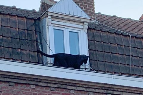 Der Panther spazierte seelenruhig über die Dächer und schaute durch ein Fenster