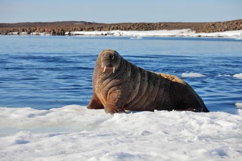 Walross-Kuh