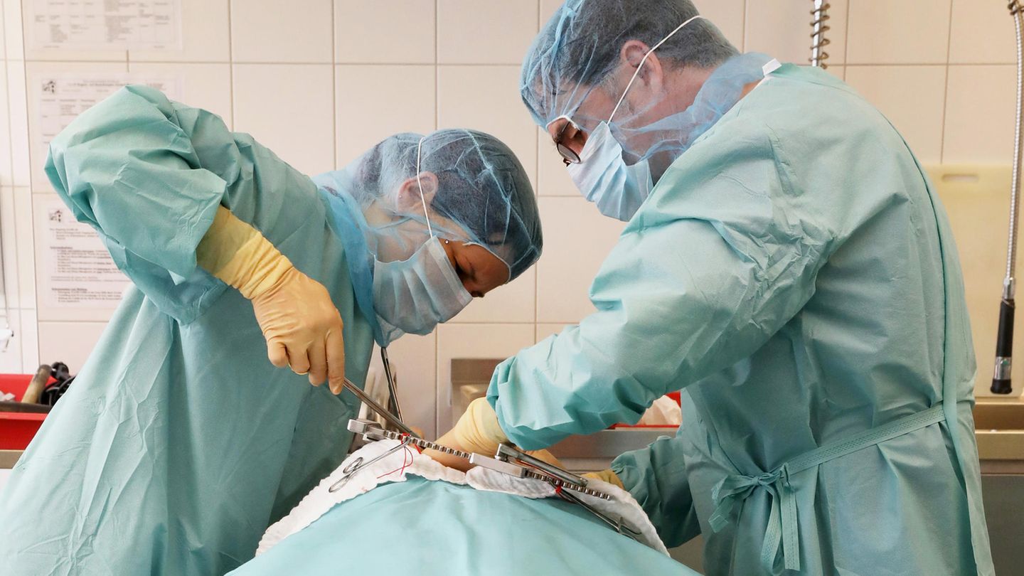Organspende: Ärzte entnehmen ein Organ