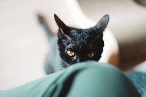 Katze