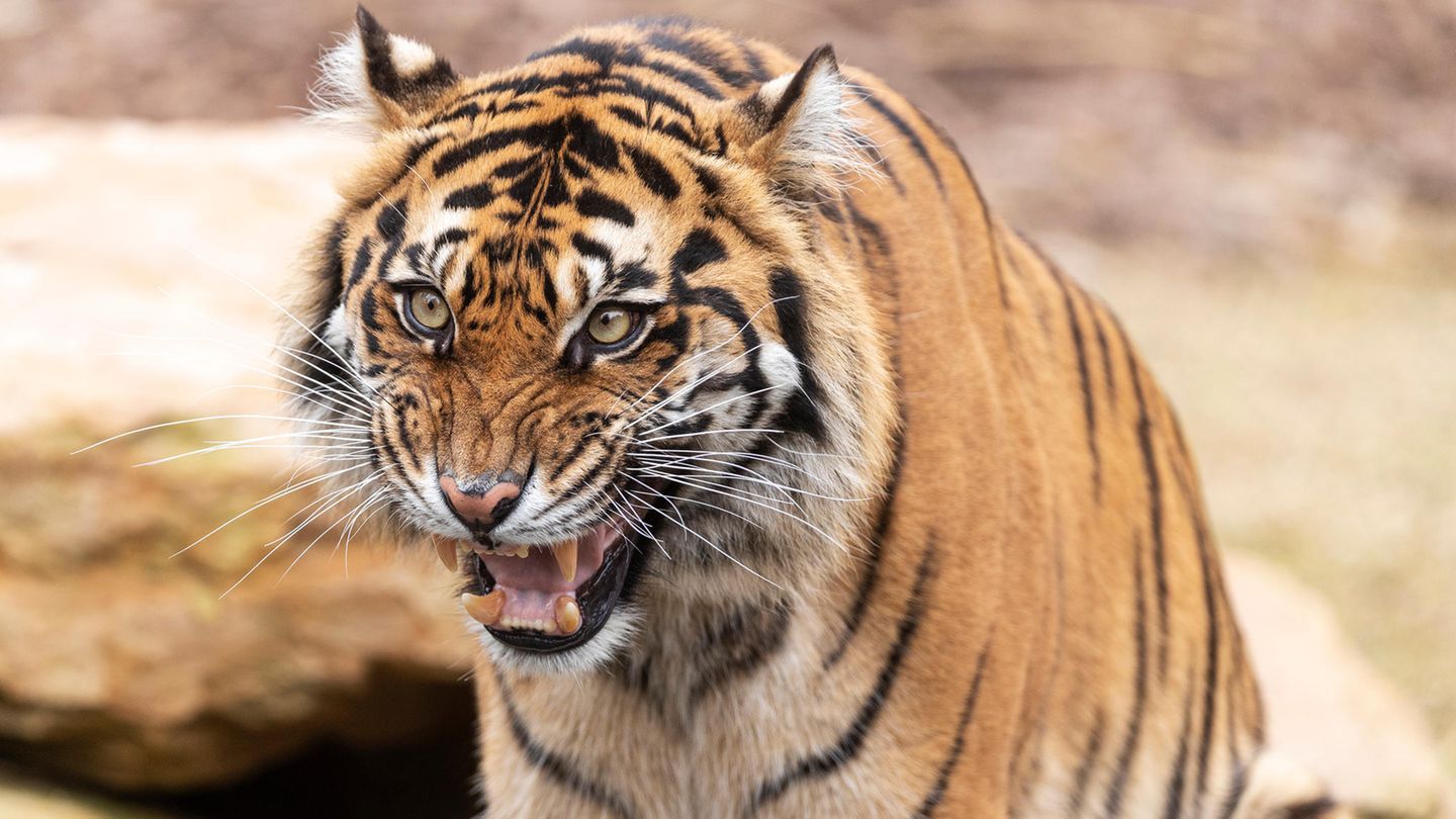 Ein Tiger hat in Russland einen Jäger angegriffen und getötet (Symbolbild).