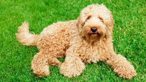 Labradoodle