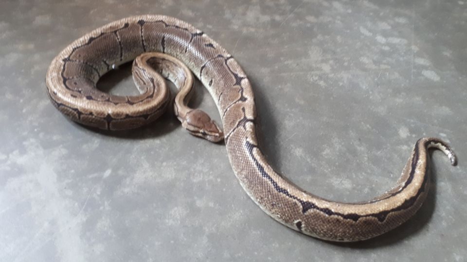 Python Python