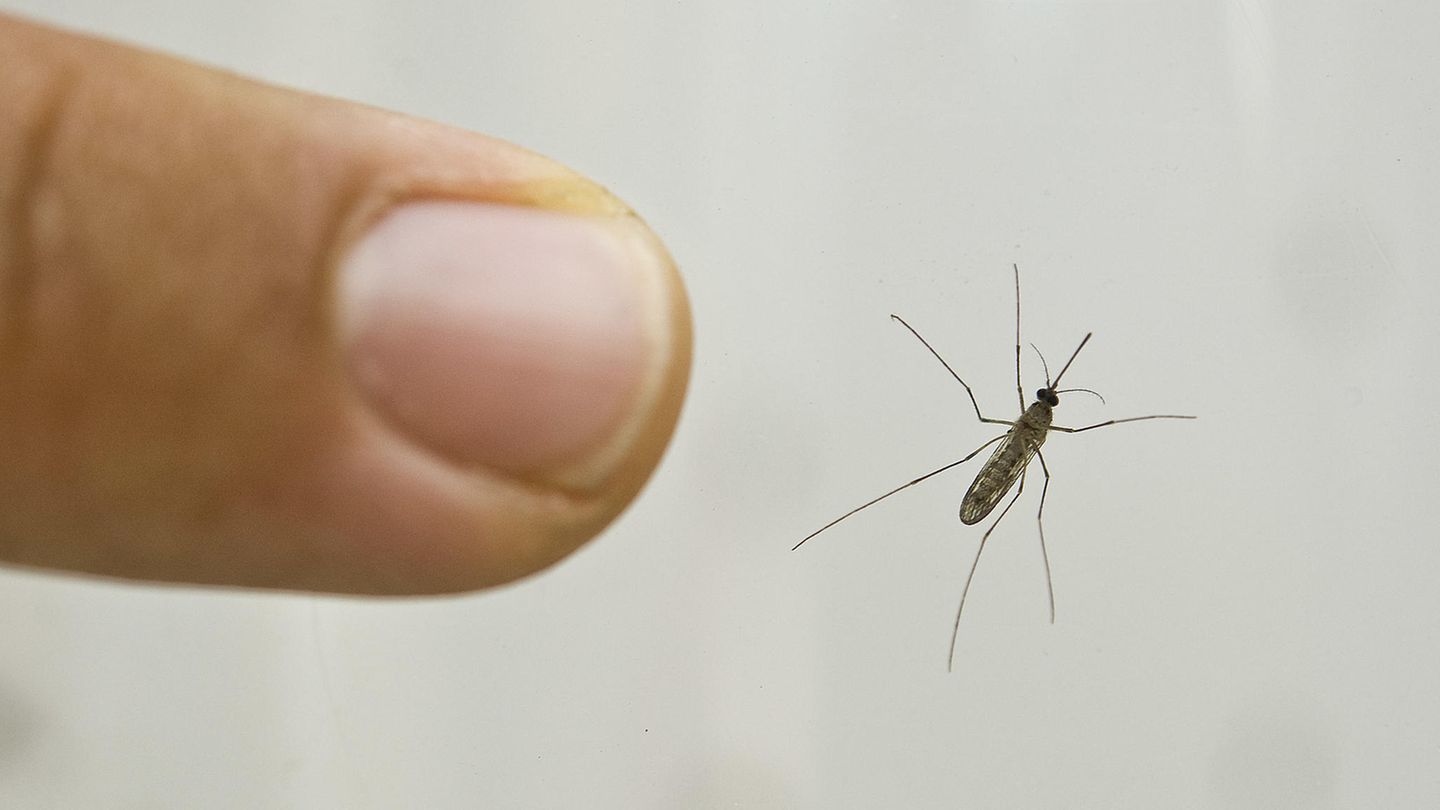 Das West-Nil-Virus wird von Mücken übertragen.