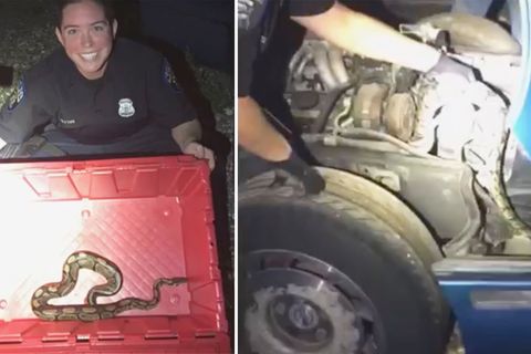 USA: Polizisten retten Python aus Motorraum