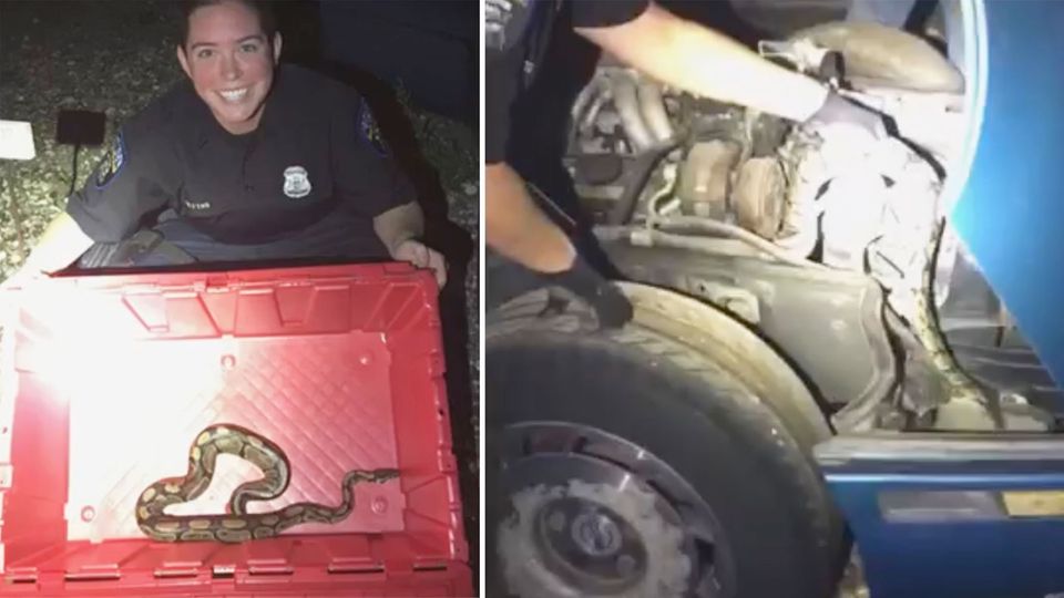 USA: Polizisten retten Python aus Motorraum
