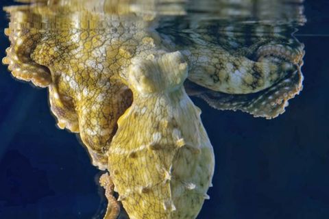 Oktopus