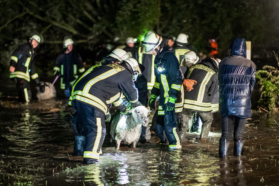 Mit einem Großaufgebot rettet die Feuerwehr etwa 300 Schafe von einer Weide in Dortmund Mit einem Großaufgebot rettet die Feuerwehr etwa 300 Schafe von einer Weide in Dortmund