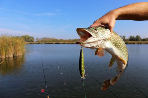 Fisch am Haken
