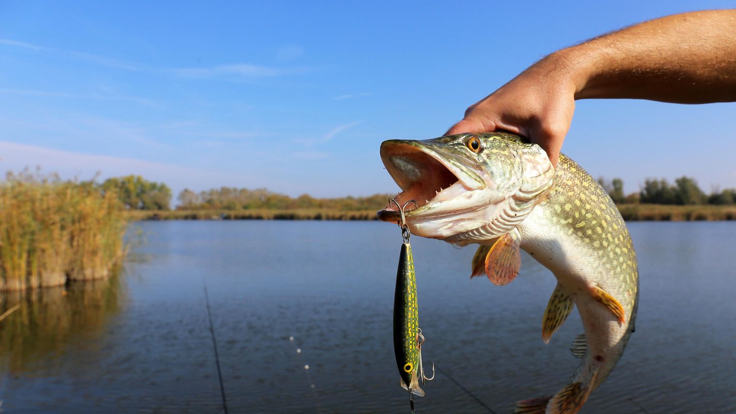 Fisch am Haken