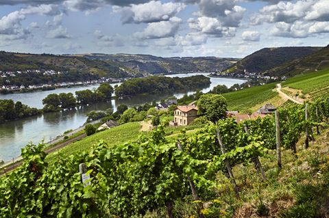 Weingebiet Rheingau: 15 Hektar zwischen Welterbe und Reben