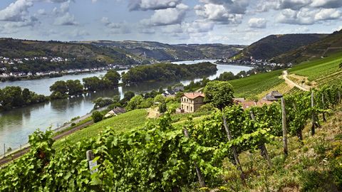 Weingebiet Rheingau: 15 Hektar zwischen Welterbe und Reben