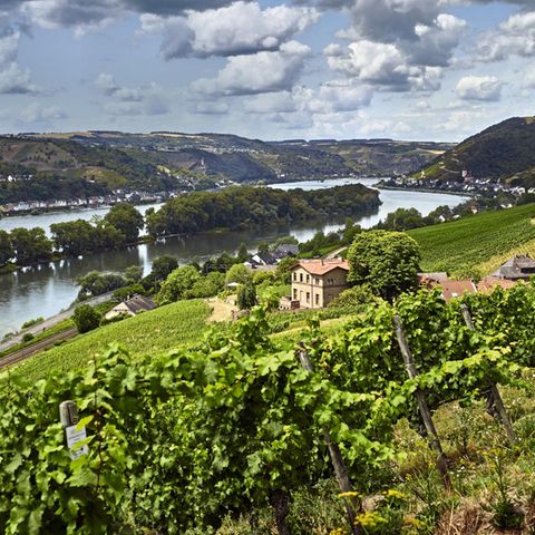 Weingebiet Rheingau: 15 Hektar zwischen Welterbe und Reben
