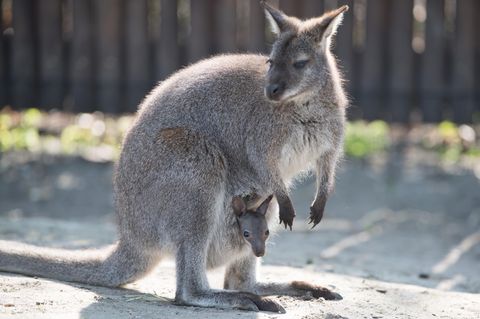 Ein Känguru mit seinem Jungen im Zoo Hoyerswerde
