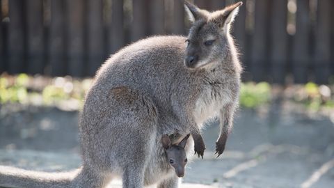 Ein Känguru mit seinem Jungen im Zoo Hoyerswerde