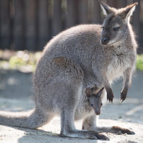 Ein Känguru mit seinem Jungen im Zoo Hoyerswerde