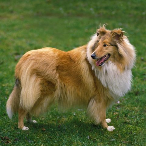 Collies sind beliebte Rettungs- und Therapiehunde