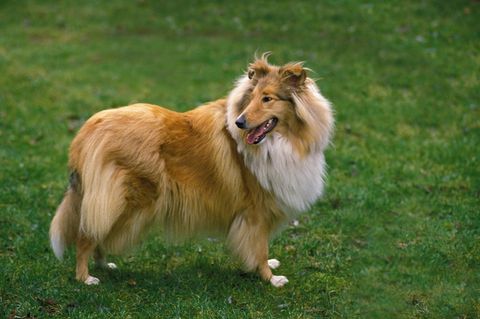 Collies sind beliebte Rettungs- und Therapiehunde
