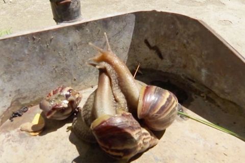 Kuba kämpft gegen Plage: Invasion der Riesenschnecken