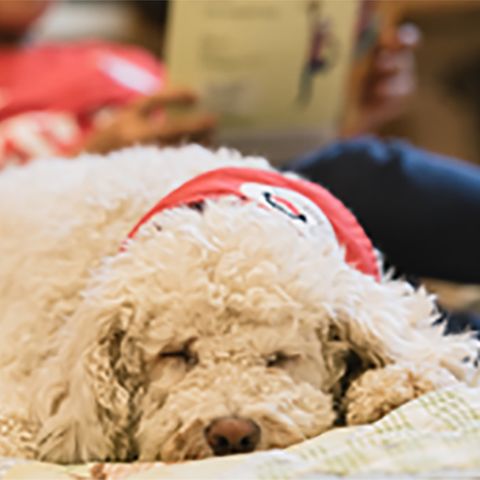 Lesehund im Unterricht: Kinder lesen Hunden vor und beide profitieren