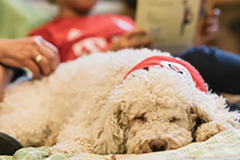 Lesehund im Unterricht: Kinder lesen Hunden vor und beide profitieren